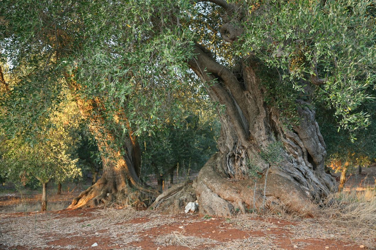 Masseria Montecchie Lägenhet Ceglie Messapica Exteriör bild