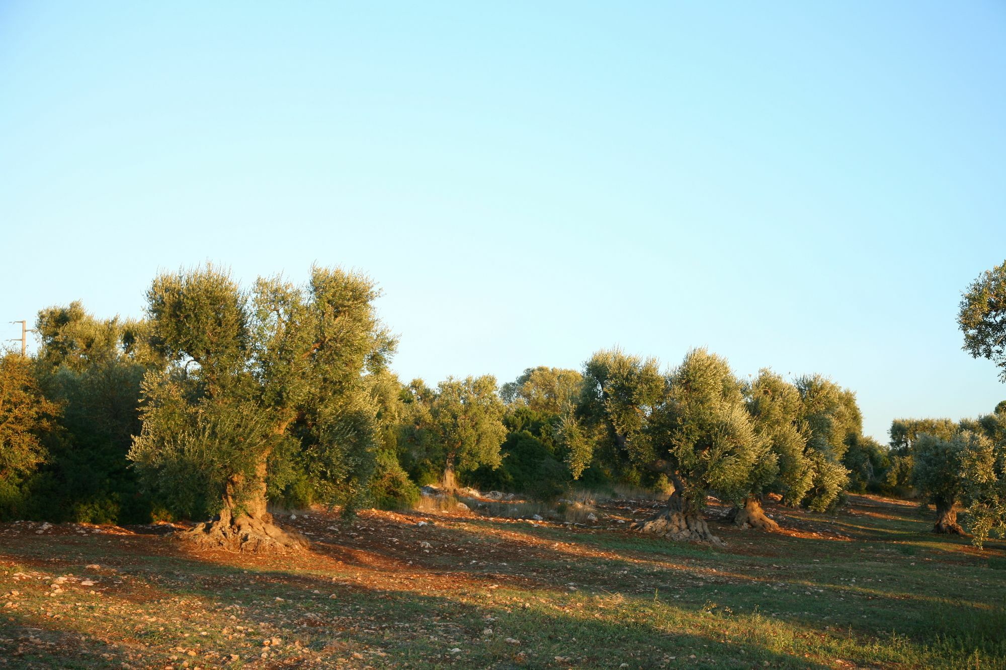 Masseria Montecchie Lägenhet Ceglie Messapica Exteriör bild